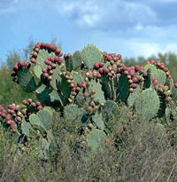 photo of prickly pear