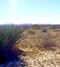 photo of desert