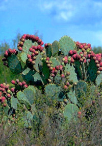 photo of tuna plants