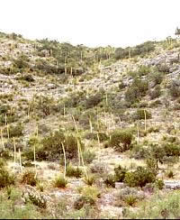View of hilliside with sotol plants