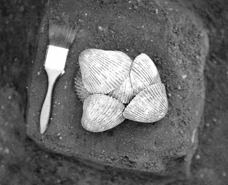 black and while photo of stacked marine clam shells.