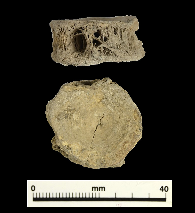 two views of disk-shaped bone