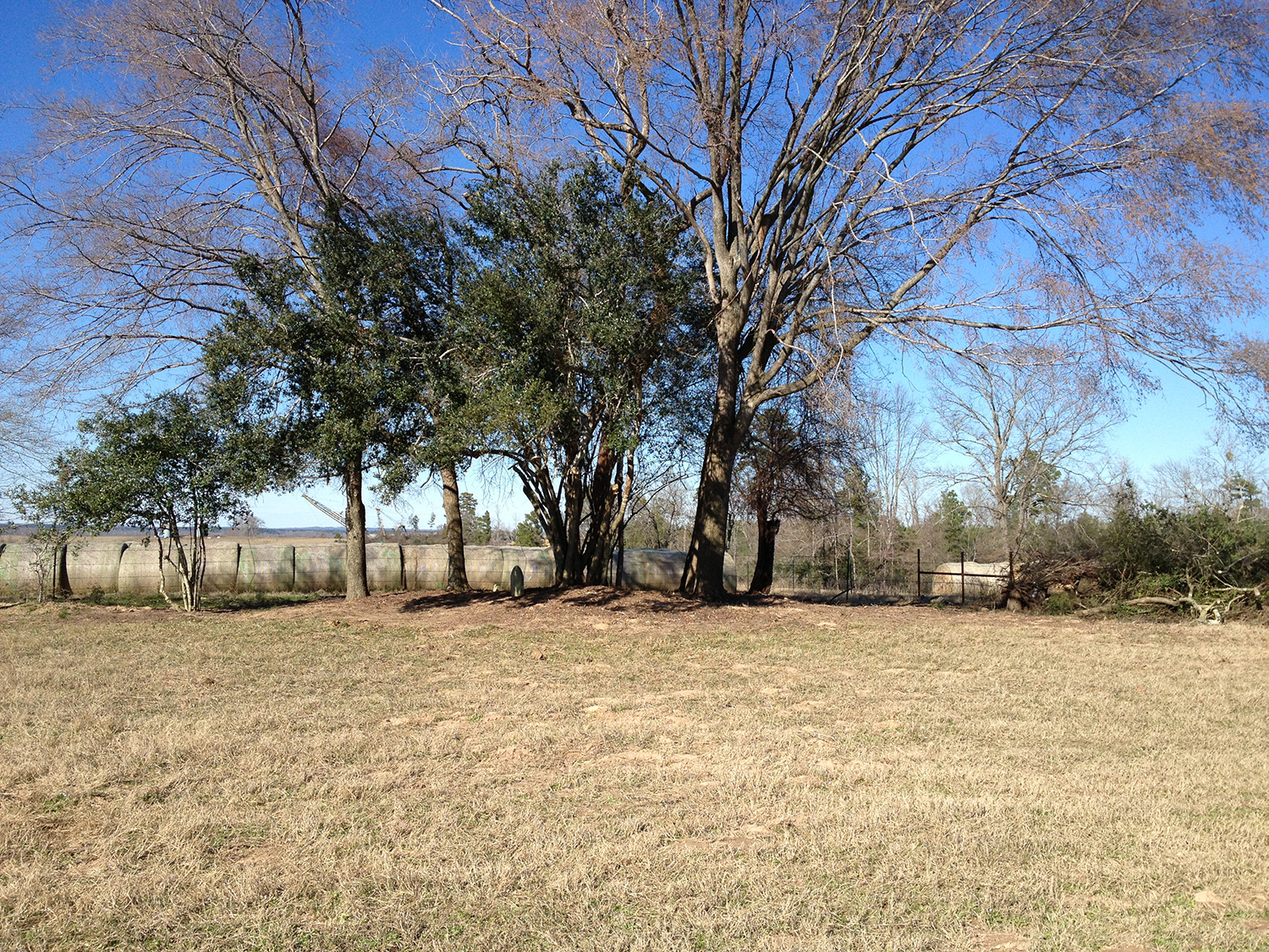 color photo of cluster of trees in background (the cemetery) across a field covered by brown grass