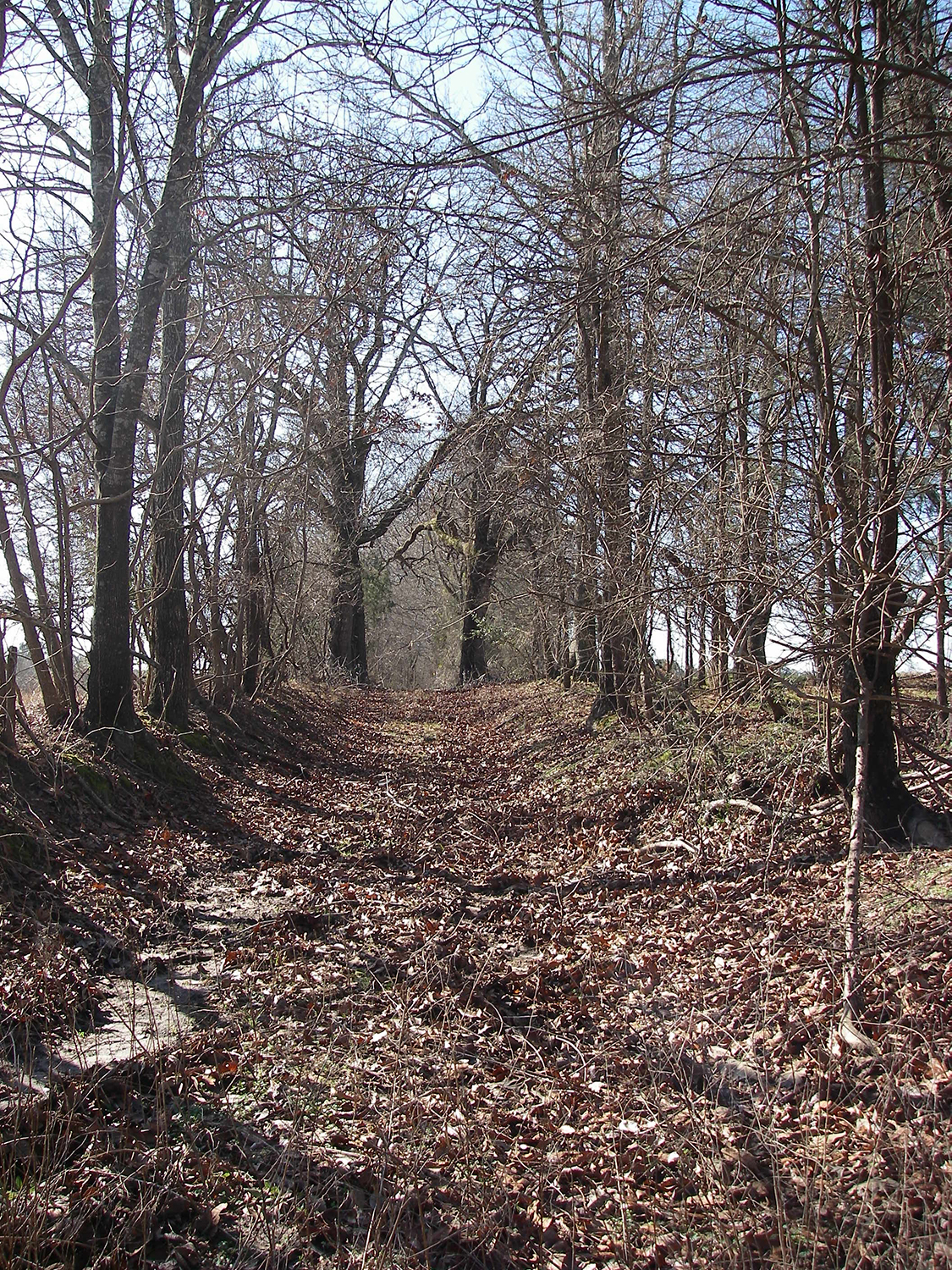 color photo looing up a linear swale flanked by rows of trees; fallen leaves cover the ground