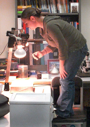 Photo of Smith examining Clovis points at the National Museum of Natural History