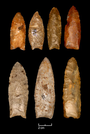 Photo of Clovis points from the Gault site used in the study