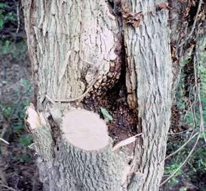 photo of a beehive