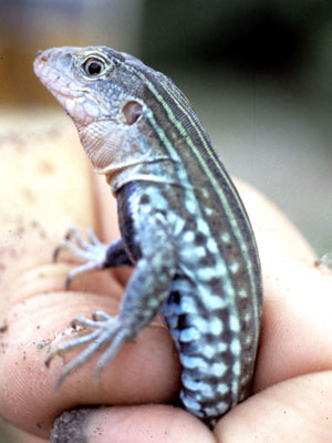 photo of a lizard