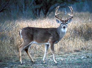 photo of a deer