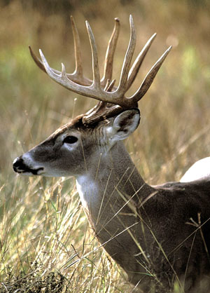 Deer Pics on White Tailed Deer   Odocoileus Virginianus  And Pronghorn