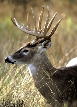 White-tailed Deer (Odocoileus virginianus) and Pronghorn (Antilocapra 