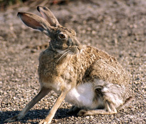 photo of a jackrabbit