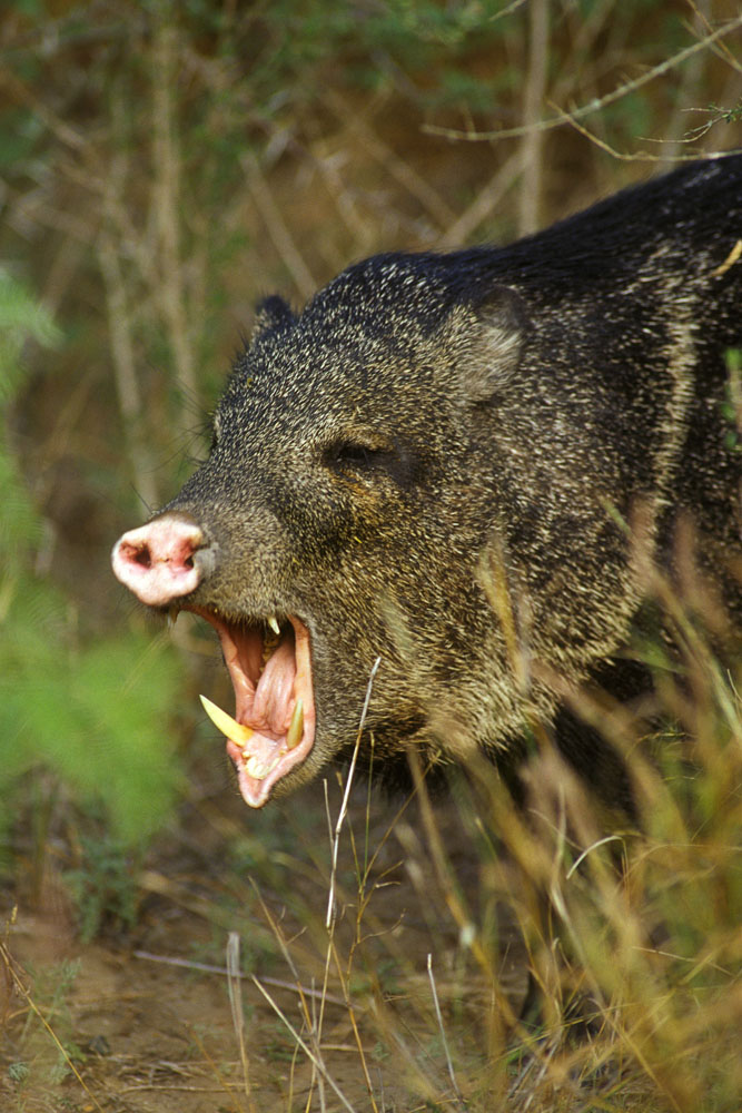 texas animals. Photo courtesy Texas Parks