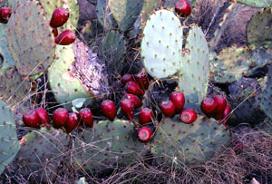 photo of a prickly pear