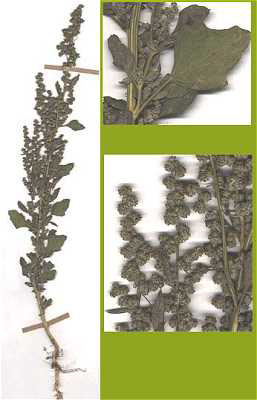 photo of chenopodium