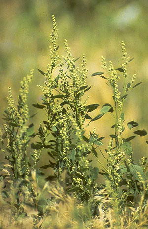 photo of chenopodium