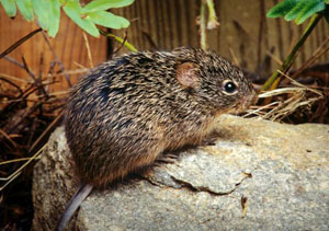 photo of a cotton rat