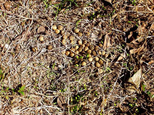 photo of deer dung