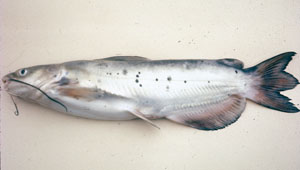 photo of a fish