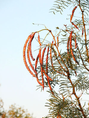 photo of mesquite