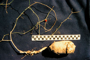 photo of a globeberry root
