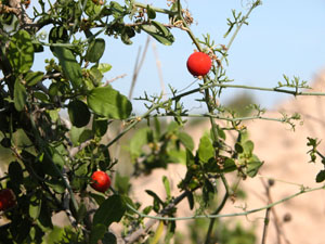 photo of the globeberry vine