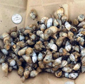 photo of land snails