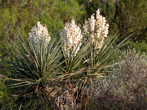 photo of yucca