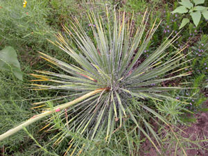 photo of yucca
