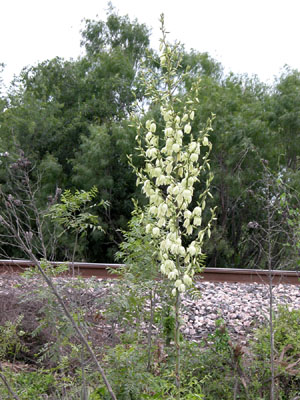 photo of yucca