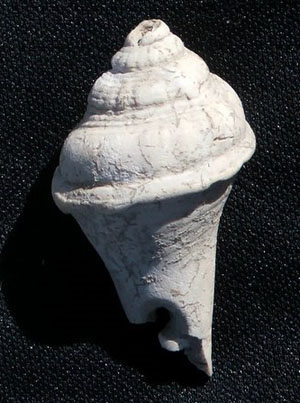 photo of conch shell pendant