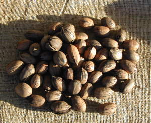 photo of pecans