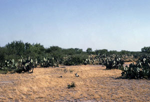photo of prickly pear flat