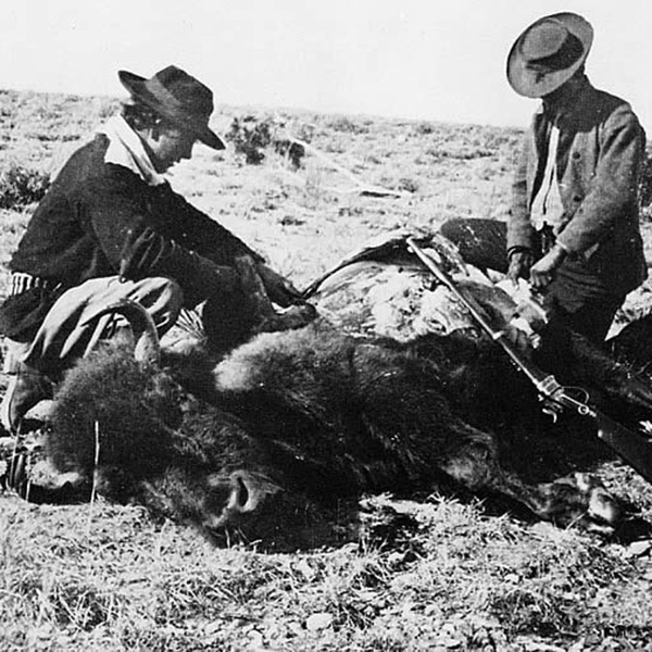 black and white photo of two men skinning a bison