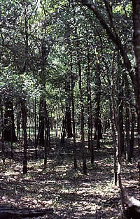 Big Cypress Creek