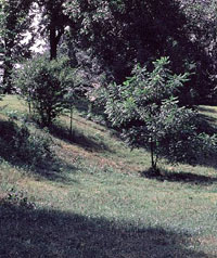 barrow pit