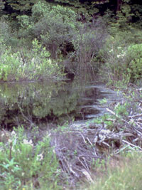 beaver pond