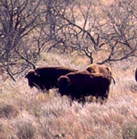 buffalo