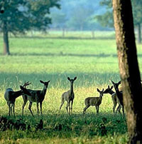 white-tailed deer