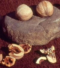 hickory nuts