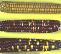 Indian corn