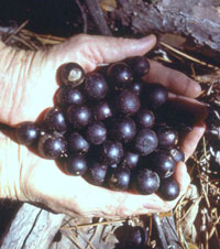 muscadine grapes