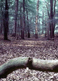 dry season