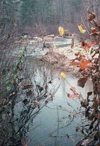 Ouachita Mountain streams