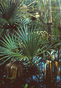 Palmetto swamp