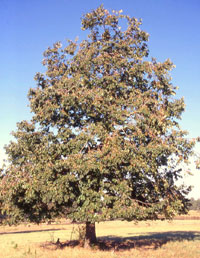 persimmon tree