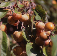 persimmons