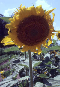 sunflowers