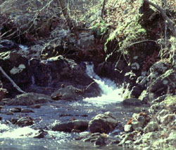 spring-fed stream