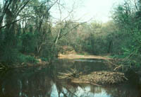 Photo of Saline Bayou